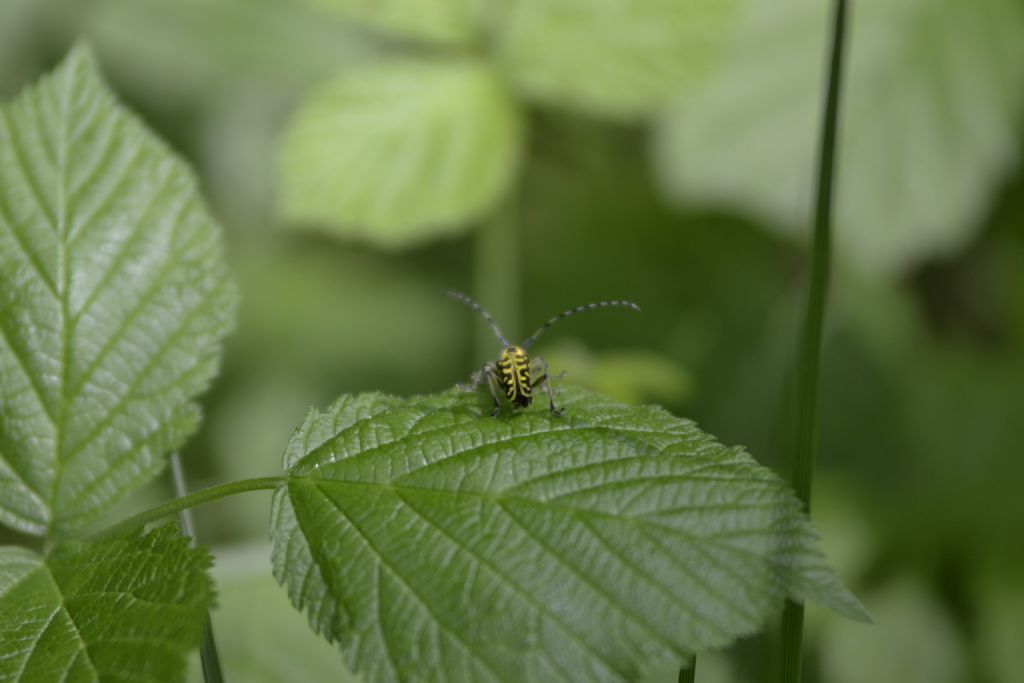 Saperda scalaris